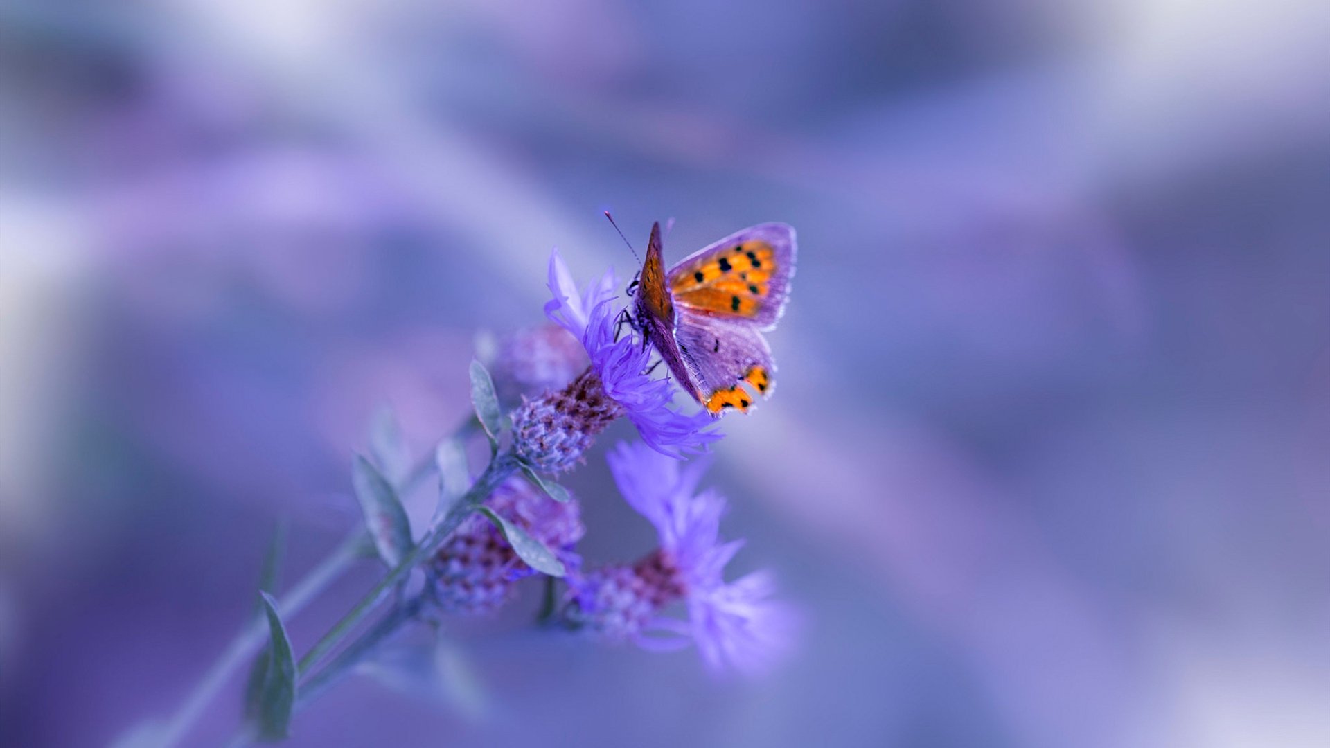 2025年F1赛季开幕在即，车迷期待已久，2025年f1赛季开幕在即,车迷期待已久了